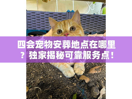 四会宠物安葬地点在哪里？独家揭秘可靠服务点！