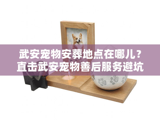 武安宠物安葬地点在哪儿？直击武安宠物善后服务避坑实录