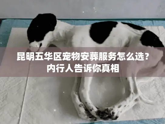 昆明五华区宠物安葬服务怎么选？内行人告诉你真相