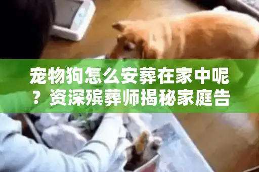 宠物狗怎么安葬在家中呢？资深殡葬师揭秘家庭告别全流程