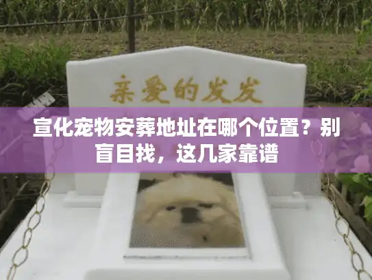 宣化宠物安葬地址在哪个位置？别盲目找，这几家靠谱