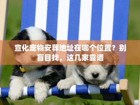 宣化宠物安葬地址在哪个位置？别盲目找，这几家靠谱