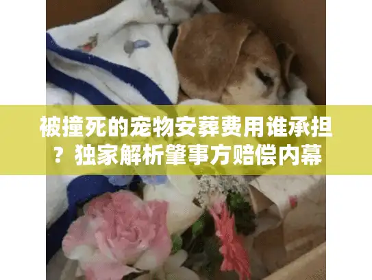 被撞死的宠物安葬费用谁承担？独家解析肇事方赔偿内幕