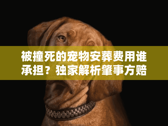 被撞死的宠物安葬费用谁承担？独家解析肇事方赔偿内幕