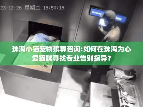 珠海小猫宠物殡葬咨询:如何在珠海为心爱猫咪寻找专业告别指导？