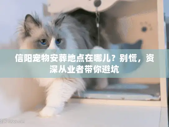 信阳宠物安葬地点在哪儿？别慌，资深从业者带你避坑