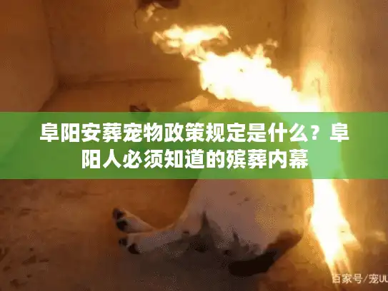 阜阳安葬宠物政策规定是什么？阜阳人必须知道的殡葬内幕