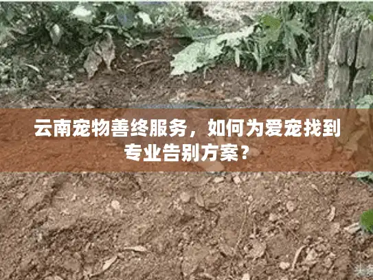 云南宠物善终服务，如何为爱宠找到专业告别方案？
