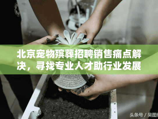 北京宠物殡葬招聘销售痛点解决，寻找专业人才助行业发展