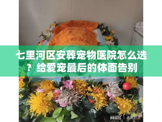七里河区安葬宠物医院怎么选？给爱宠最后的体面告别