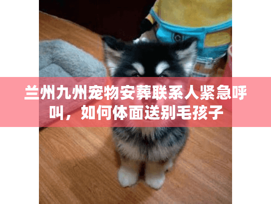 兰州九州宠物安葬联系人紧急呼叫，如何体面送别毛孩子