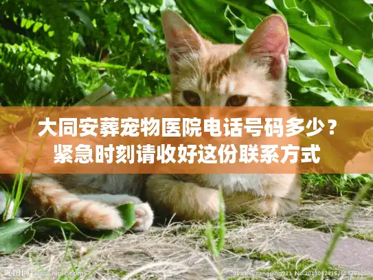 大同安葬宠物医院电话号码多少？紧急时刻请收好这份联系方式