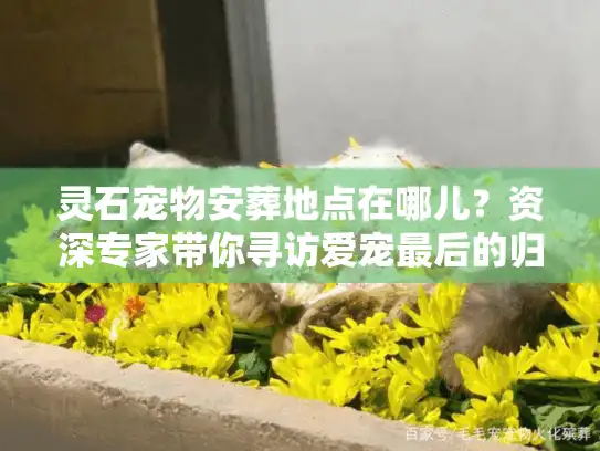 灵石宠物安葬地点在哪儿？资深专家带你寻访爱宠最后的归宿