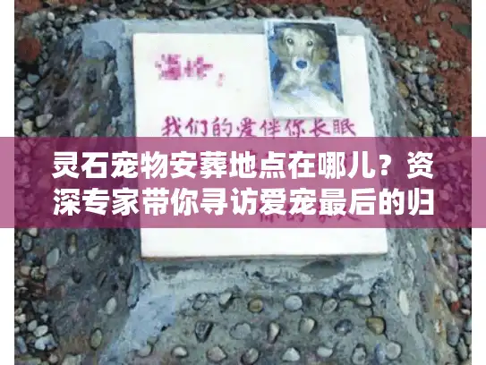 灵石宠物安葬地点在哪儿？资深专家带你寻访爱宠最后的归宿