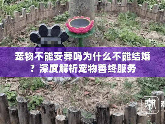 宠物不能安葬吗为什么不能结婚?深度解析宠物善终服务 宠物不能安葬吗为什么不能结婚?深度解析宠物善终服务