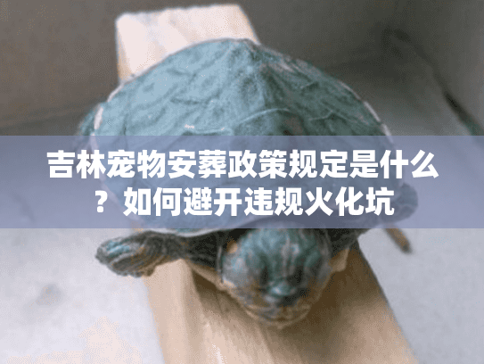 吉林宠物安葬政策规定是什么？如何避开违规火化坑