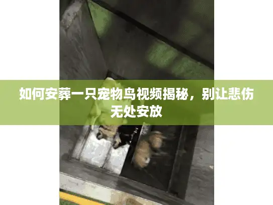 如何安葬一只宠物鸟视频揭秘,别让悲伤无处安放 如何安葬一只宠物鸟视频揭秘,别让悲伤无处安放