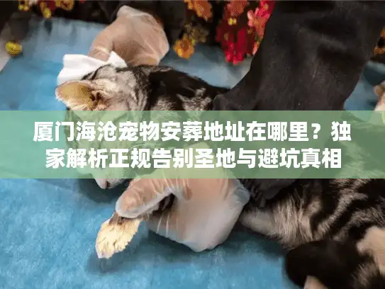 厦门海沧宠物安葬地址在哪里？独家解析正规告别圣地与避坑真相