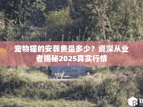 宠物猫的安葬费是多少？资深从业者揭秘2025真实行情
