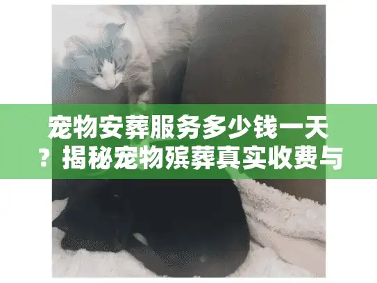 宠物安葬服务多少钱一天？揭秘宠物殡葬真实收费与避坑内幕