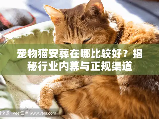 宠物猫安葬在哪比较好？揭秘行业内幕与正规渠道
