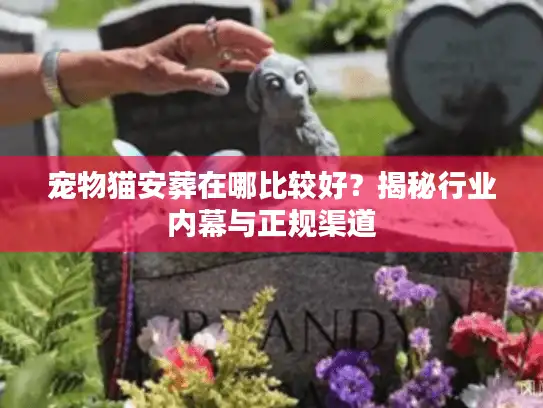 宠物猫安葬在哪比较好？揭秘行业内幕与正规渠道