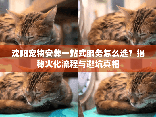 沈阳宠物安葬一站式服务怎么选？揭秘火化流程与避坑真相