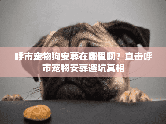 呼市宠物狗安葬在哪里啊？直击呼市宠物安葬避坑真相