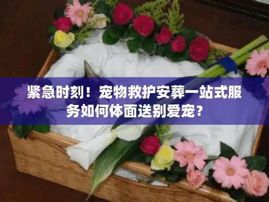 紧急时刻！宠物救护安葬一站式服务如何体面送别爱宠？