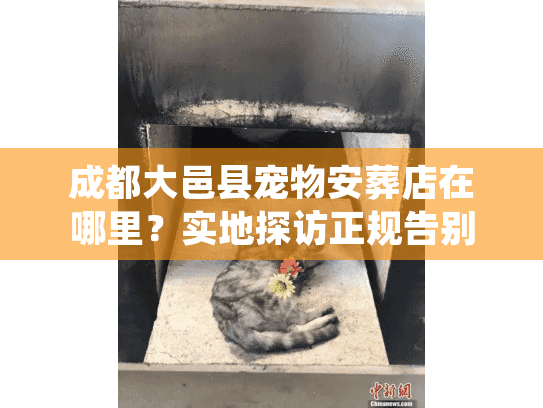 成都大邑县宠物安葬店在哪里?实地探访正规告别所 成都大邑县宠物安葬店在哪里?实地探访正规告别所
