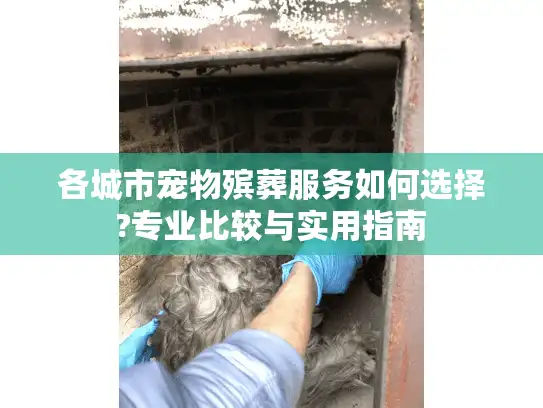 各城市宠物殡葬服务如何选择?专业比较与实用指南