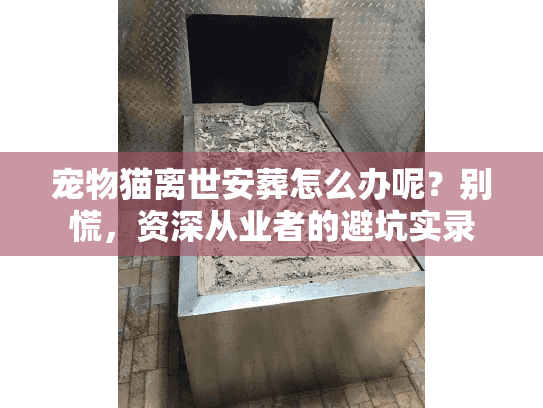宠物猫离世安葬怎么办呢？别慌，资深从业者的避坑实录