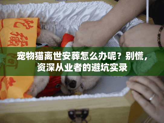 宠物猫离世安葬怎么办呢？别慌，资深从业者的避坑实录
