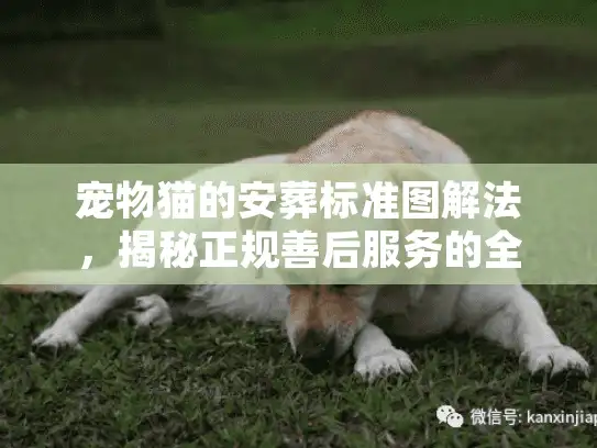 宠物猫的安葬标准图解法，揭秘正规善后服务的全流程真相