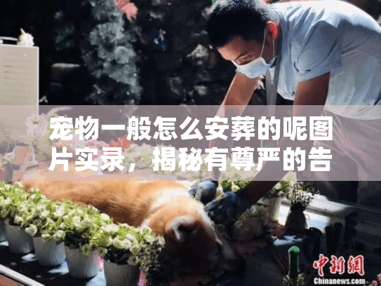 宠物一般怎么安葬的呢图片实录，揭秘有尊严的告别仪式