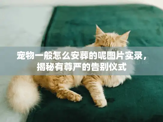 宠物一般怎么安葬的呢图片实录，揭秘有尊严的告别仪式