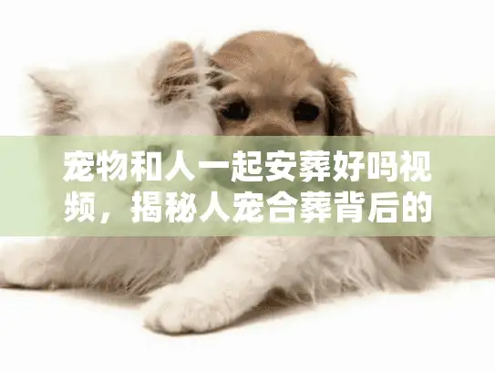 宠物和人一起安葬好吗视频，揭秘人宠合葬背后的法律禁区与温情替代