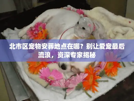 北市区宠物安葬地点在哪？别让爱宠最后流浪，资深专家揭秘