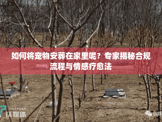 如何将宠物安葬在家里呢？专家揭秘合规流程与情感疗愈法