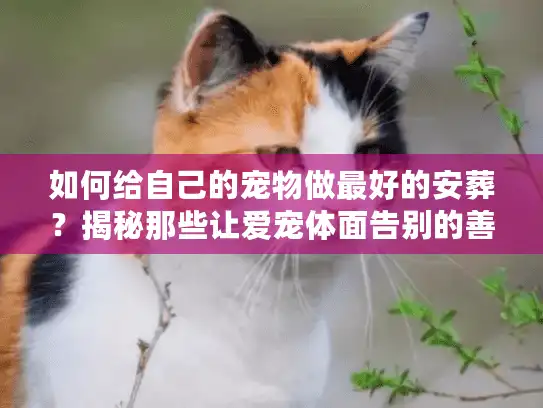 如何给自己的宠物做最好的安葬？揭秘那些让爱宠体面告别的善后服务