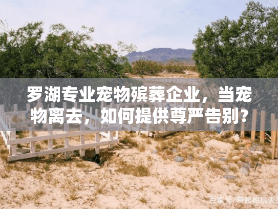 罗湖专业宠物殡葬企业，当宠物离去，如何提供尊严告别？