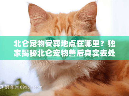 北仑宠物安葬地点在哪里？独家揭秘北仑宠物善后真实去处