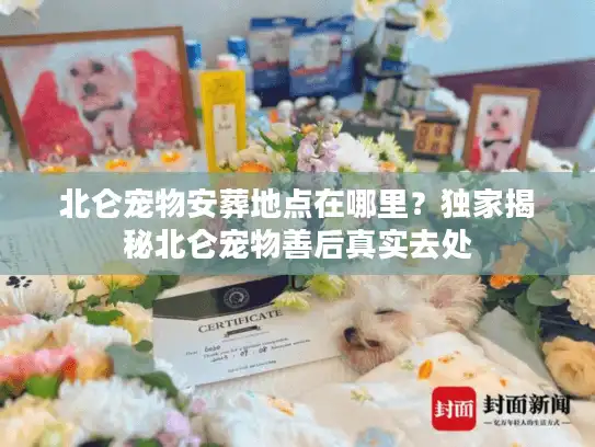 北仑宠物安葬地点在哪里？独家揭秘北仑宠物善后真实去处