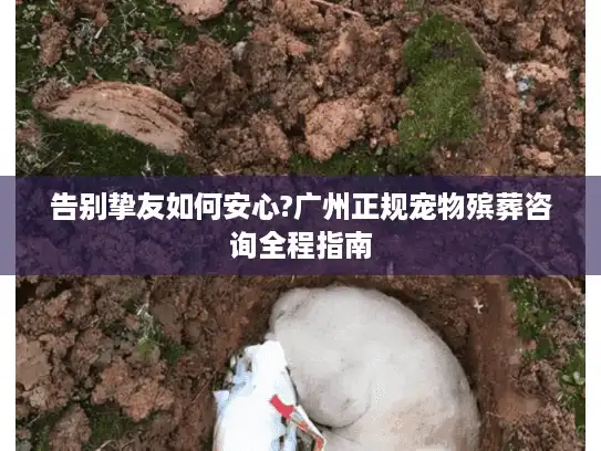 告别挚友如何安心?广州正规宠物殡葬咨询全程指南