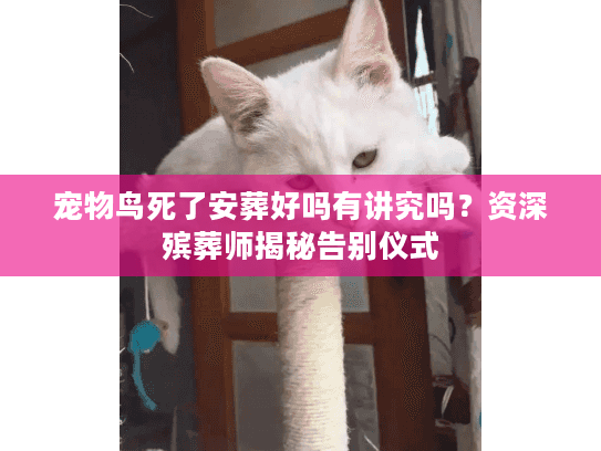 宠物鸟死了安葬好吗有讲究吗？资深殡葬师揭秘告别仪式