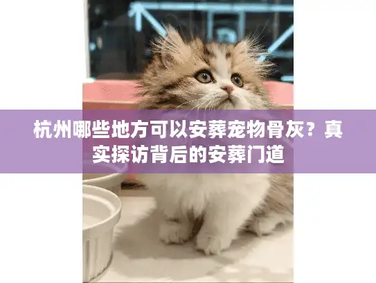 杭州哪些地方可以安葬宠物骨灰？真实探访背后的安葬门道