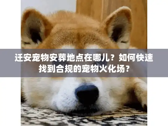 迁安宠物安葬地点在哪儿?如何快速找到合规的宠物火化场? 迁安宠物安葬地点在哪儿?如何快速找到合规的宠物火化场?