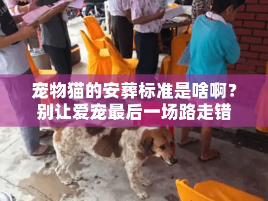 宠物猫的安葬标准是啥啊？别让爱宠最后一场路走错
