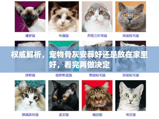 权威解析，宠物骨灰安葬好还是放在家里好，看完再做决定