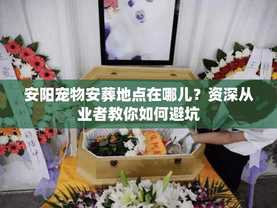 安阳宠物安葬地点在哪儿?资深从业者教你如何避坑 安阳宠物安葬地点在哪儿?资深从业者教你如何避坑